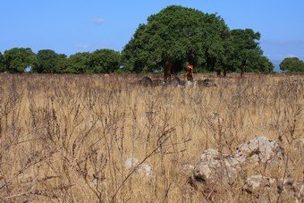 Szardínia képek  - 107.jpg