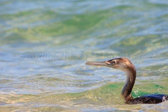 Szardínia képek  - 108.jpg