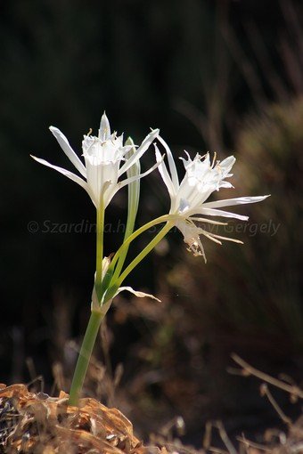 Szardínia képek  - 120.jpg