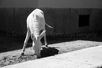 Szardínia képek  - 127.jpg