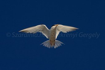 Szardínia képek  - 132.jpg