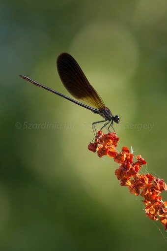 Szardínia képek  - 15.jpg