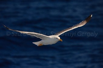 Szardínia képek  - 21.jpg