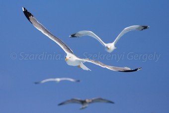 Szardínia képek  - 22.jpg