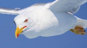 Szardínia képek  - 23.jpg