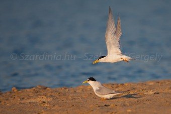 Szardínia képek  - 3.jpg