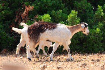 Szardínia képek  - 38.jpg