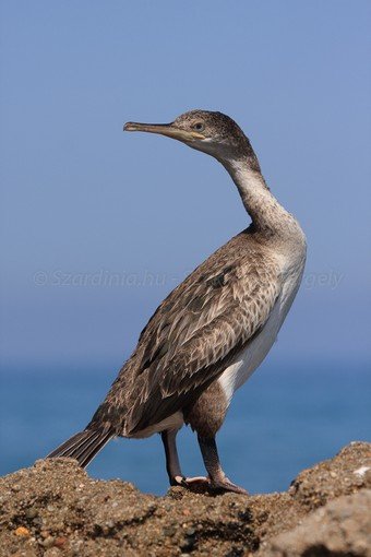 Szardínia képek  - 45.jpg