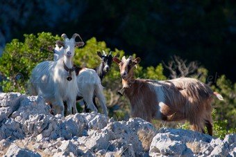 Szardínia képek  - 62.jpg