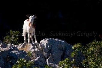 Szardínia képek  - 63.jpg