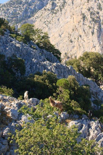 Szardínia képek  - 64.jpg