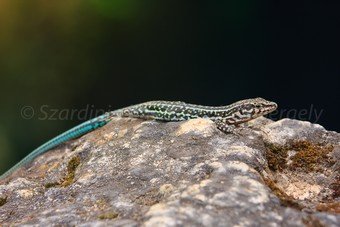 Szardínia képek  - 76.jpg