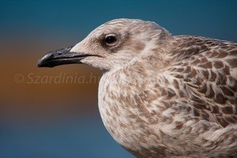 Szardínia képek  - 77.jpg