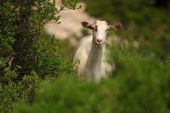 Szardínia képek  - 93.jpg